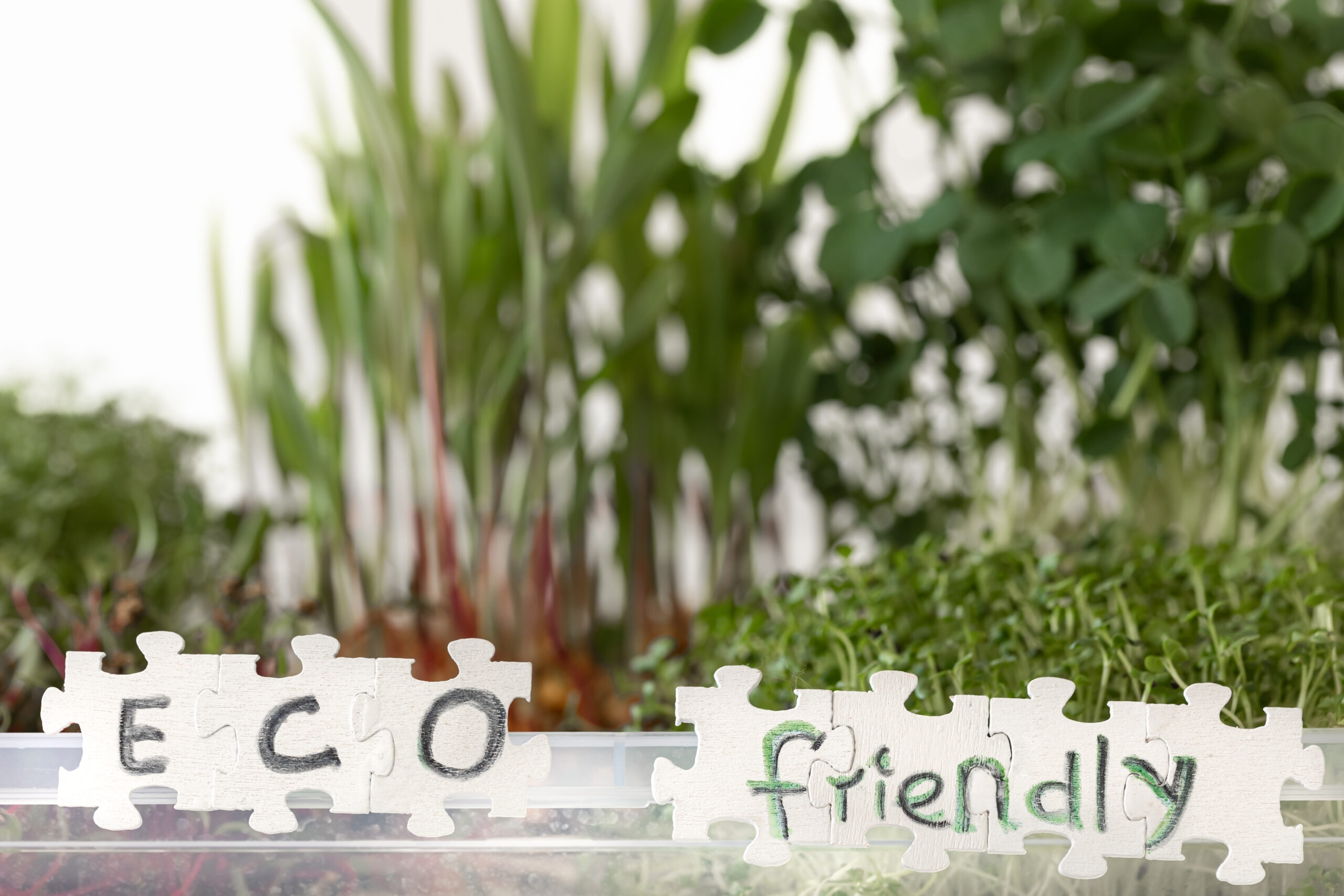 Radish microgreens. with seeds and roots. Germination of microgreens. Germination of seeds at home. Vegan, eco and healthy food concept.