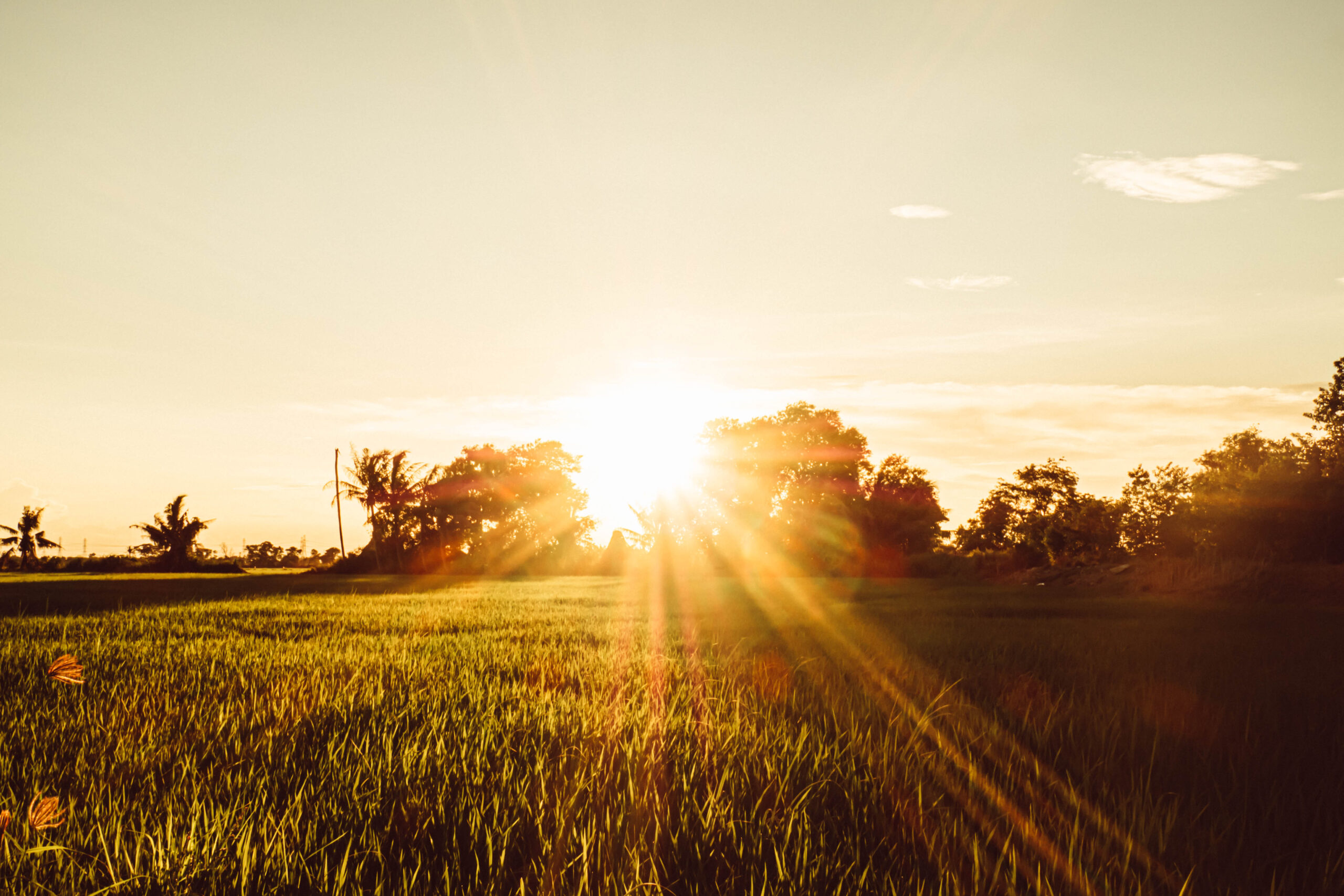 Sun in field representing UV